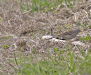 Field Sparrows